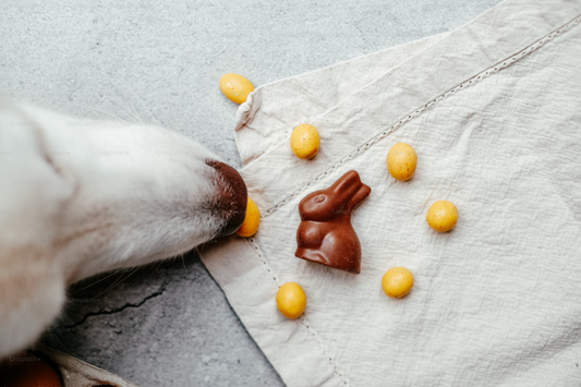 Easter Is Here: Keep Chocolate Away from Your Dog