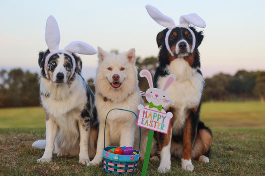 Easter Treats Dogs Can and Can’t Have!