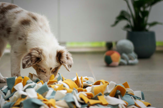 7 Alternatives to Dog Walks – One for Each Day of the Week!