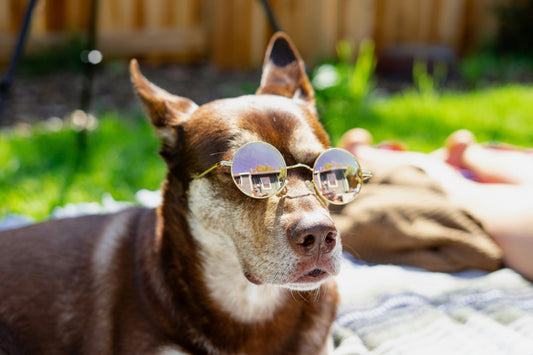 5 Ways to Keep Your Dog Cool This Summer