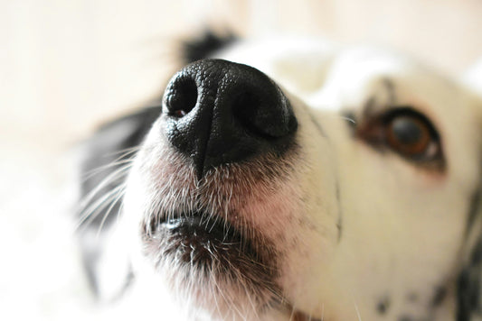 Why Rainy Day Walks Are Extra Special for Your Dog?