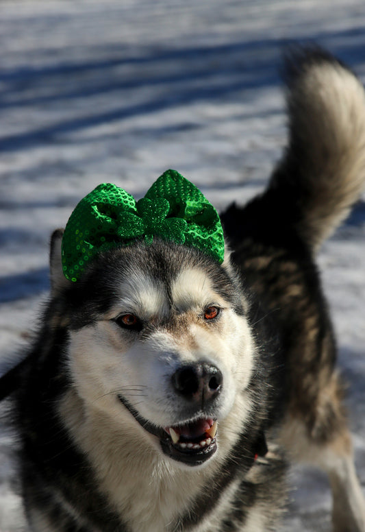3 Green Superfoods Your Dog Can Enjoy This St. Patrick’s Day ☘️🐶