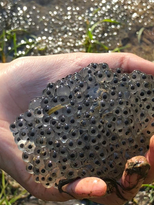 Why Is Frog Spawn Dangerous to Dogs?