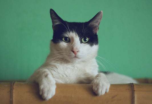 Why Taurine Matters for Cats