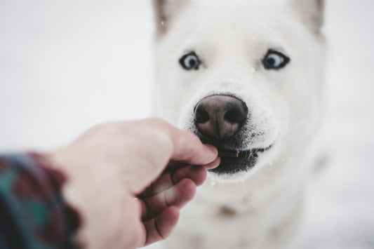 Why Single Ingredient Treats Are Better (For Your Pet.. and for You)