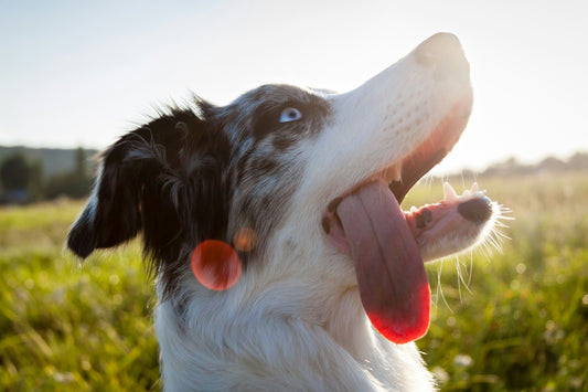 Spring Clean Your Routine: 5 Healthy Habits for You and Your Dog