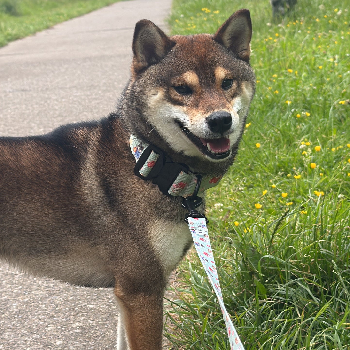 SHIBA SQUAD: Collar Bundle (tactical collar, lead, poo bag holder)