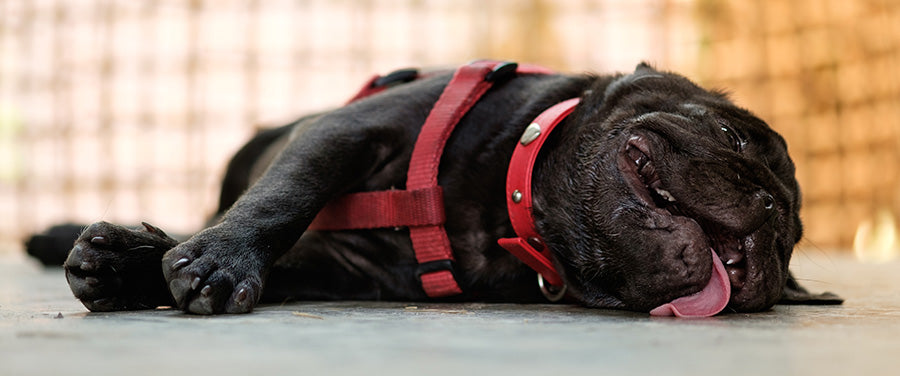 Signs Your Dog May Be Suffering from Heat Stroke ☀️
