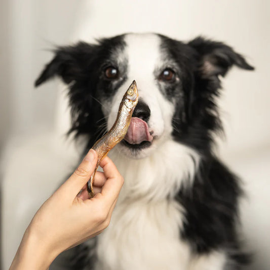 Freeze Dried Capelin Fish