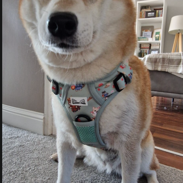SHIBA SQUAD - Harness Bundle (tactical harness, lead, poo bag holder)